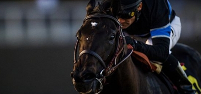 Champion Shared Belief Euthanized Following Colic Surgery